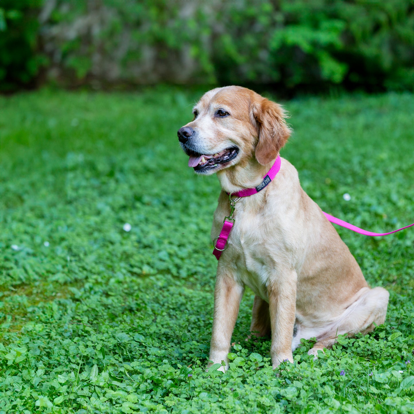 Hundehalsband, pink